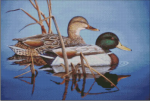 (image for) Blue Water Mallards